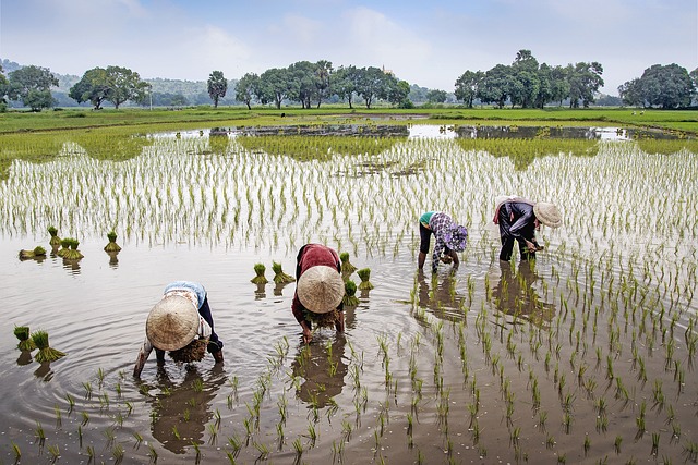 petani sukses di era modern