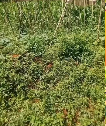 Naisar Garden, Solusi Ketahanan Pangan dan Lingkungan di Tengah Ancaman Krisis Global